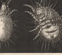 An illustration from Micrographia: or, Some physiological descriptions of minute bodies made by magnifying glasses (1665)