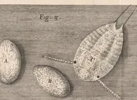 An illustration from Micrographia: or, Some physiological descriptions of minute bodies made by magnifying glasses (1665)