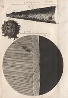 An illustration from Micrographia: or, Some physiological descriptions of minute bodies made by magnifying glasses (1665)