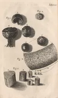 An illustration from Micrographia: or, Some physiological descriptions of minute bodies made by magnifying glasses (1665)