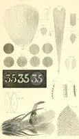 Picture 20 of 21 from Micrographia : containing practical essays on reflecting, solar, oxy-hydrogen gas microscopes; micrometers; eye-pieces, &c. &c. (1837), leaf 246