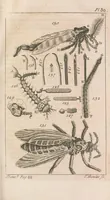 An illustration from Micrographia illustrata: or, The microscope explained ... Likewise, a natural history of aerial, terrestrial, and aquatic animals, &c., considered as microscopic objects (1771)