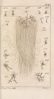 An illustration from Micrographia illustrata: or, The microscope explained ... Likewise, a natural history of aerial, terrestrial, and aquatic animals, &c., considered as microscopic objects (1771)