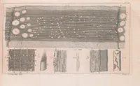 An illustration from Micrographia illustrata: or, The microscope explained ... Likewise, a natural history of aerial, terrestrial, and aquatic animals, &c., considered as microscopic objects (1771)