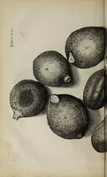 An illustration from Micrographia, or, Some physiological descriptions of minute bodies made by magnifying glasses : with observations and inquiries thereupon (1665)