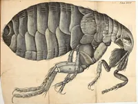 An illustration from Micrographia, or, Some physiological descriptions of minute bodies made by magnifying glasses : with observations and inquiries thereupon (1665)