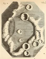 An illustration from Micrographia, or, Some physiological descriptions of minute bodies made by magnifying glasses : with observations and inquiries thereupon (1665)