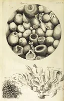 An illustration from Micrographia, or, Some physiological descriptions of minute bodies made by magnifying glasses. : With observations and inquiries thereupon. (1665)