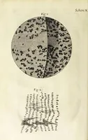 An illustration from Micrographia, or, Some physiological descriptions of minute bodies made by magnifying glasses. : With observations and inquiries thereupon. (1665)