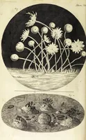 An illustration from Micrographia, or, Some physiological descriptions of minute bodies made by magnifying glasses. : With observations and inquiries thereupon. (1665)