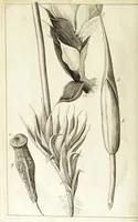 Picture 11 of 18 from Micrographia, or, Some physiological descriptions of minute bodies made by magnifying glasses. : With observations and inquiries thereupon. (1665), leaf 194