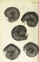 An illustration from Micrographia, or, Some physiological descriptions of minute bodies made by magnifying glasses. : With observations and inquiries thereupon. (1665)