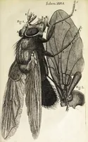 An illustration from Micrographia, or, Some physiological descriptions of minute bodies made by magnifying glasses. : With observations and inquiries thereupon. (1665)