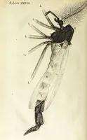 Picture 15 of 18 from Micrographia, or, Some physiological descriptions of minute bodies made by magnifying glasses. : With observations and inquiries thereupon. (1665), leaf 286