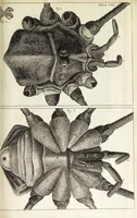 An illustration from Micrographia, or, Some physiological descriptions of minute bodies made by magnifying glasses. : With observations and inquiries thereupon. (1665)