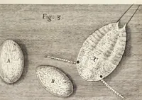 An illustration from Micrographia, or, Some physiological descriptions of minute bodies made by magnifying glasses. : With observations and inquiries thereupon. (1665)