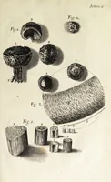 An illustration from Micrographia, or, Some physiological descriptions of minute bodies made by magnifying glasses. : With observations and inquiries thereupon. (1665)