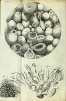 An illustration from Micrographia, or, Some physiological descriptions of minute bodies made by magnifying glasses : with observations and inquiries thereupon (1667)