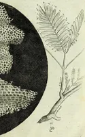Picture 12 of 34 from Micrographia, or, Some physiological descriptions of minute bodies made by magnifying glasses : with observations and inquiries thereupon (1667), leaf 181