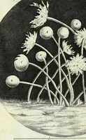 Picture 13 of 34 from Micrographia, or, Some physiological descriptions of minute bodies made by magnifying glasses : with observations and inquiries thereupon (1667), leaf 196