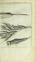 Picture 15 of 34 from Micrographia, or, Some physiological descriptions of minute bodies made by magnifying glasses : with observations and inquiries thereupon (1667), leaf 205