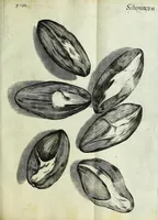 Picture 18 of 34 from Micrographia, or, Some physiological descriptions of minute bodies made by magnifying glasses : with observations and inquiries thereupon (1667), leaf 233
