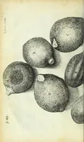 Picture 19 of 34 from Micrographia, or, Some physiological descriptions of minute bodies made by magnifying glasses : with observations and inquiries thereupon (1667), leaf 236