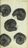 Picture 20 of 34 from Micrographia, or, Some physiological descriptions of minute bodies made by magnifying glasses : with observations and inquiries thereupon (1667), leaf 245