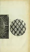 Picture 21 of 34 from Micrographia, or, Some physiological descriptions of minute bodies made by magnifying glasses : with observations and inquiries thereupon (1667), leaf 255