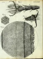 Picture 23 of 34 from Micrographia, or, Some physiological descriptions of minute bodies made by magnifying glasses : with observations and inquiries thereupon (1667), leaf 270