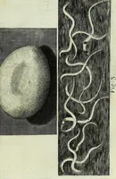 Picture 24 of 34 from Micrographia, or, Some physiological descriptions of minute bodies made by magnifying glasses : with observations and inquiries thereupon (1667), leaf 285