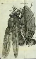 Picture 25 of 34 from Micrographia, or, Some physiological descriptions of minute bodies made by magnifying glasses : with observations and inquiries thereupon (1667), leaf 293