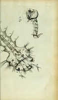 Picture 26 of 34 from Micrographia, or, Some physiological descriptions of minute bodies made by magnifying glasses : with observations and inquiries thereupon (1667), leaf 299