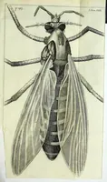 Picture 27 of 34 from Micrographia, or, Some physiological descriptions of minute bodies made by magnifying glasses : with observations and inquiries thereupon (1667), leaf 311