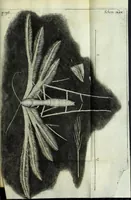 Picture 28 of 34 from Micrographia, or, Some physiological descriptions of minute bodies made by magnifying glasses : with observations and inquiries thereupon (1667), leaf 317