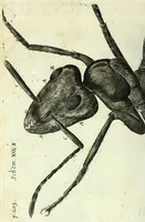 Picture 29 of 34 from Micrographia, or, Some physiological descriptions of minute bodies made by magnifying glasses : with observations and inquiries thereupon (1667), leaf 328