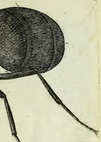 An illustration from Micrographia, or, Some physiological descriptions of minute bodies made by magnifying glasses : with observations and inquiries thereupon (1667)