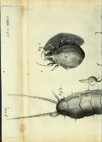Picture 31 of 34 from Micrographia, or, Some physiological descriptions of minute bodies made by magnifying glasses : with observations and inquiries thereupon (1667), leaf 334