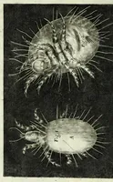 Picture 33 of 34 from Micrographia, or, Some physiological descriptions of minute bodies made by magnifying glasses : with observations and inquiries thereupon (1667), leaf 356