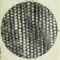 Picture 5 of 34 from Micrographia, or, Some physiological descriptions of minute bodies made by magnifying glasses : with observations and inquiries thereupon (1667), leaf 51