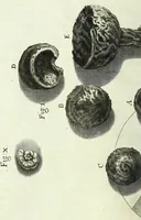 Picture 7 of 34 from Micrographia, or, Some physiological descriptions of minute bodies made by magnifying glasses : with observations and inquiries thereupon (1667), leaf 96