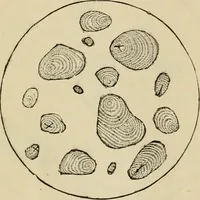 Picture 4 of 38 from The Microscope (1881), leaf 10