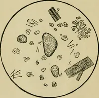 Picture 5 of 38 from The Microscope (1881), leaf 11