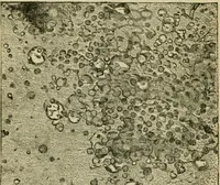 An illustration from The Microscope (1881)