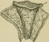 Picture 6 of 38 from The Microscope (1881), leaf 13