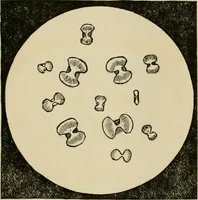 Picture 8 of 38 from The Microscope (1881), leaf 18