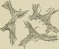 Picture 33 of 38 from The Microscope (1881), leaf 184