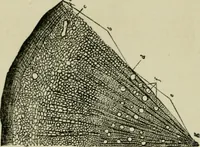 Picture 34 of 38 from The Microscope (1881), leaf 193