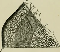 Picture 35 of 38 from The Microscope (1881), leaf 193