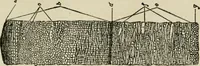 An illustration from The Microscope (1881)